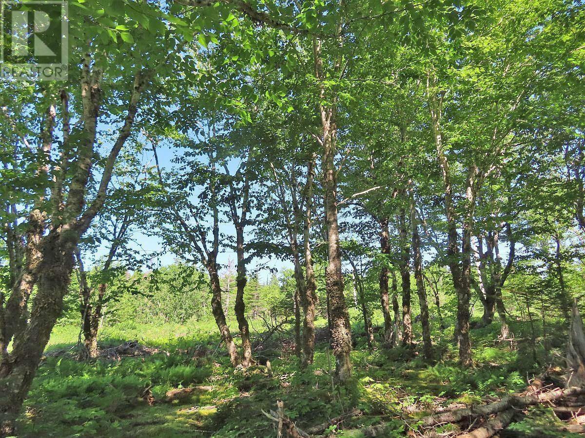 Lot 4 Loch Lomond Road Property Photo 13