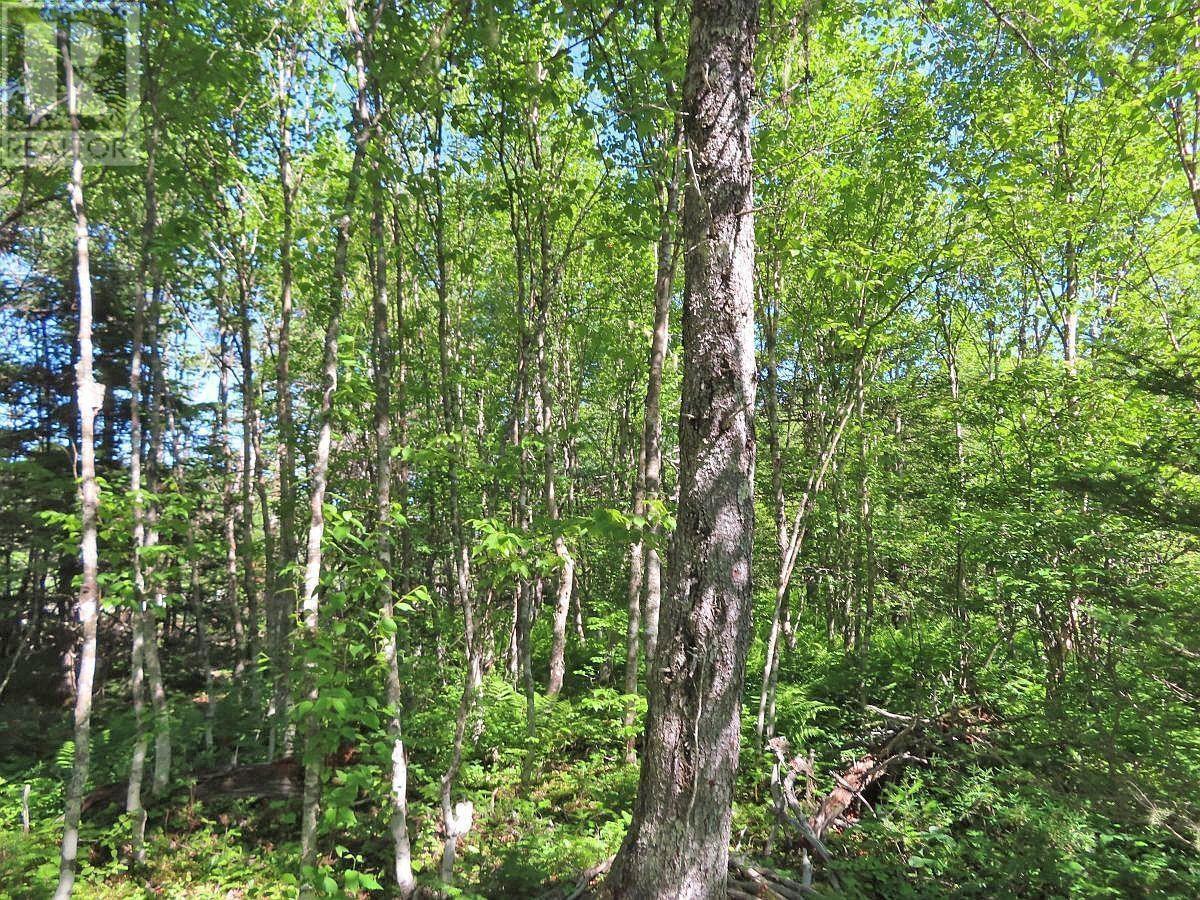 Lot 4 Loch Lomond Road Property Photo 14
