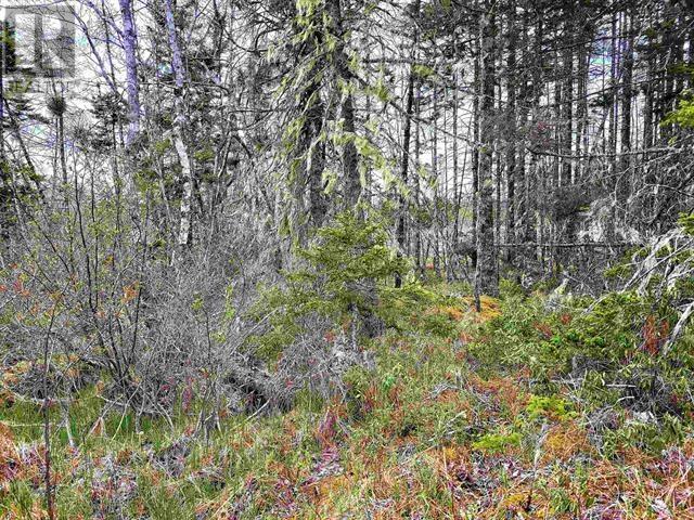 Lot Back Road Property Photo 6