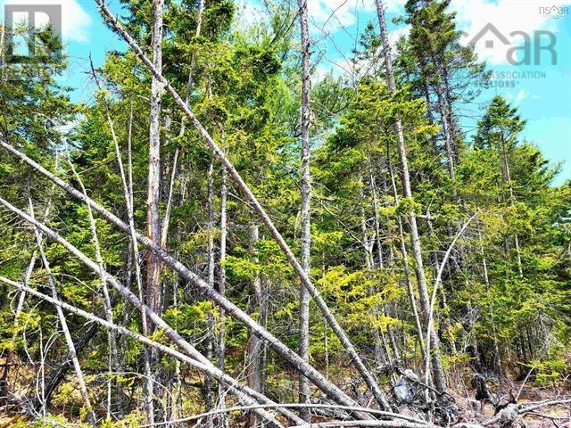 Lot Back Road Property Photo 8