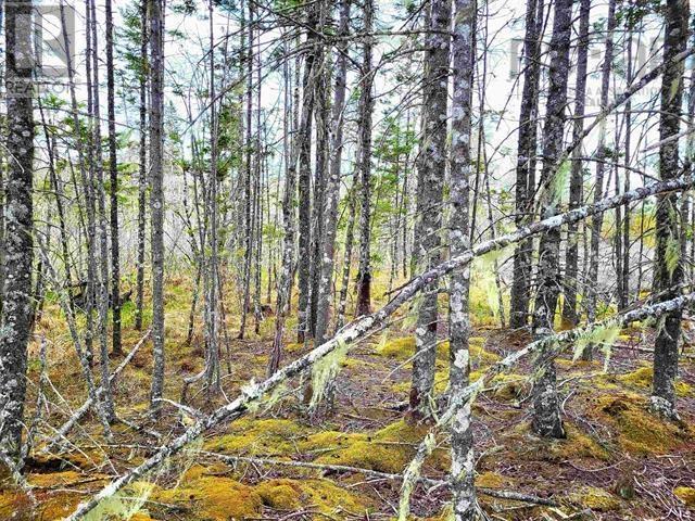 Lot Back Road Property Photo 14
