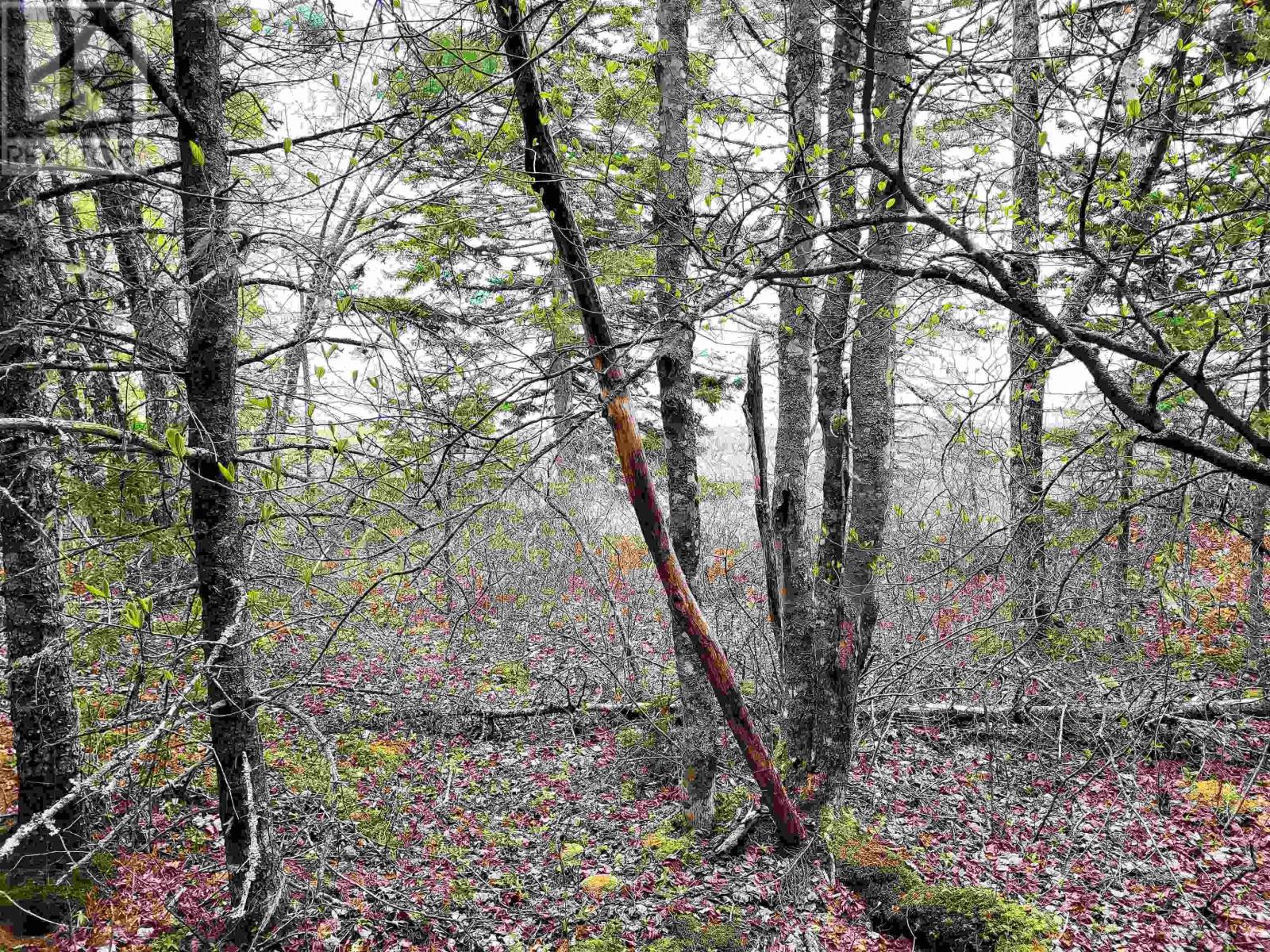 Lot Hirtle Road Property Photo 12