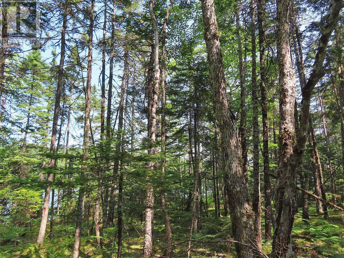 Lot 2 Lower River Road Property Photo 15