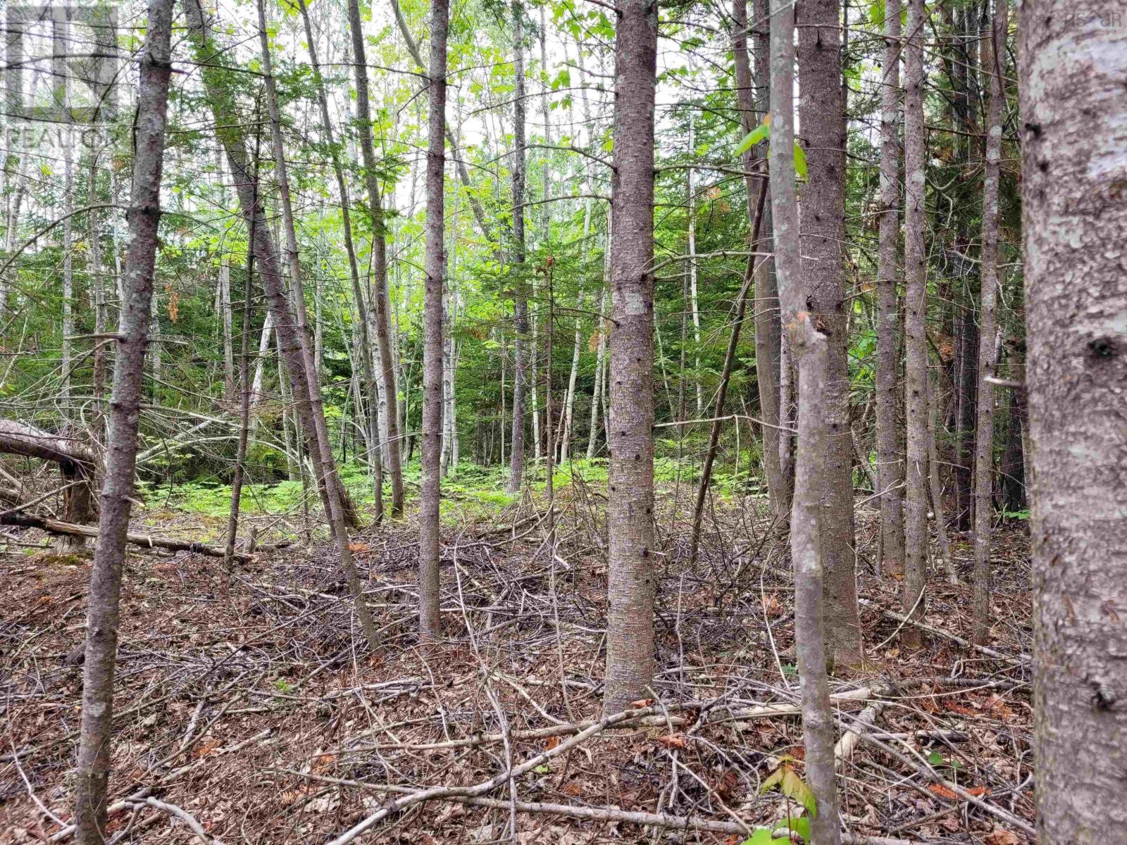Lot 2 Tattrie Settlement Road Property Photo 4