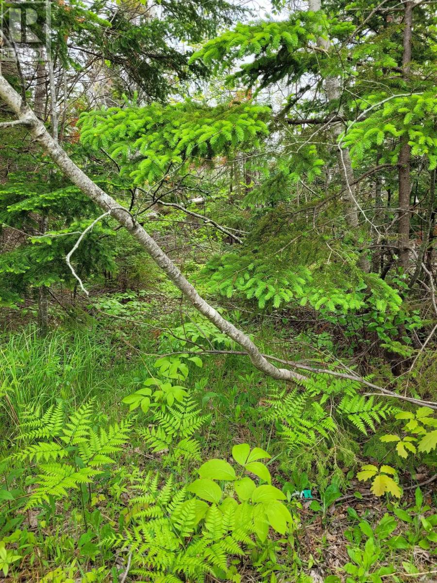 Lot 2 Tattrie Settlement Road Property Photo 6