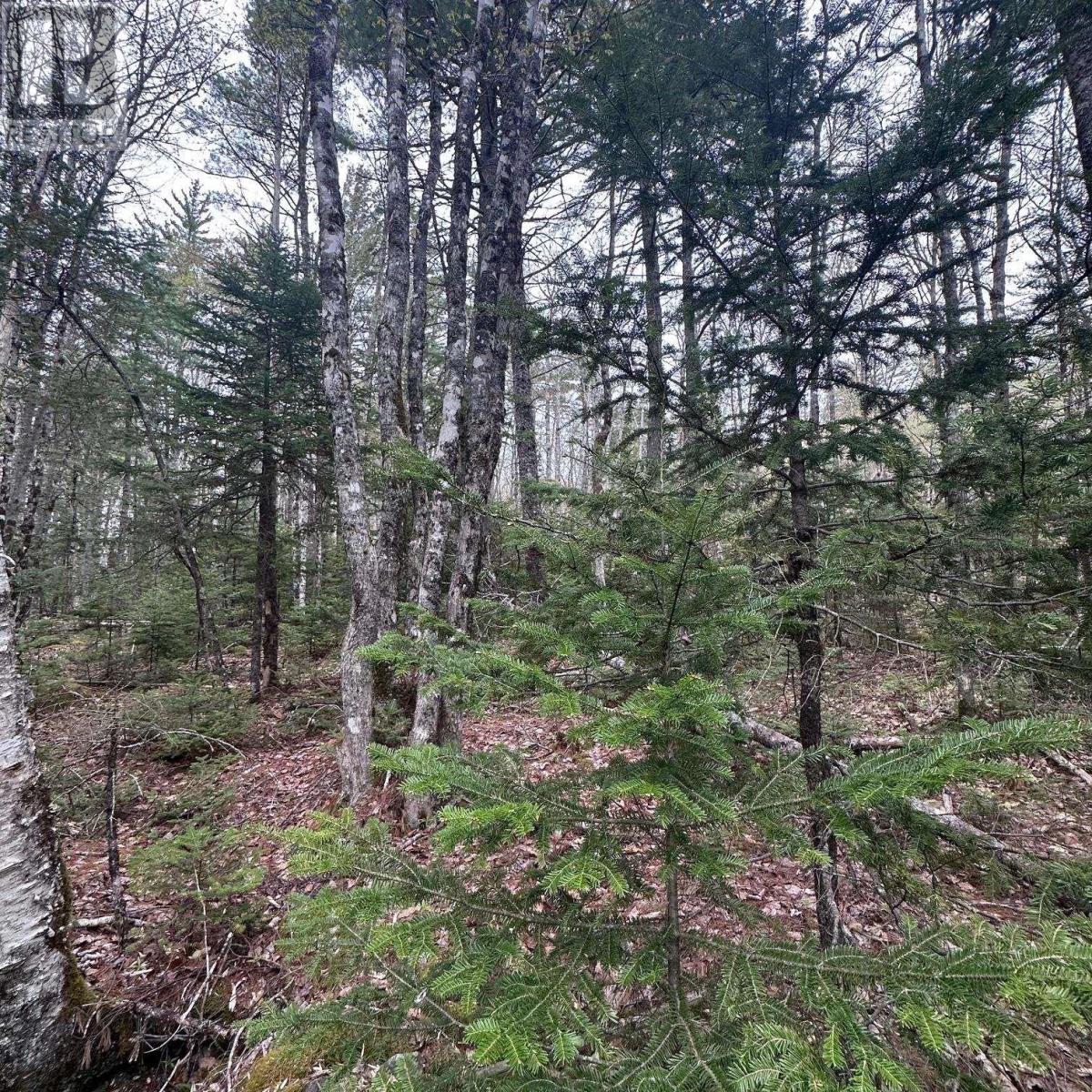 Lot 10 Moose Pit Road Property Photo 13