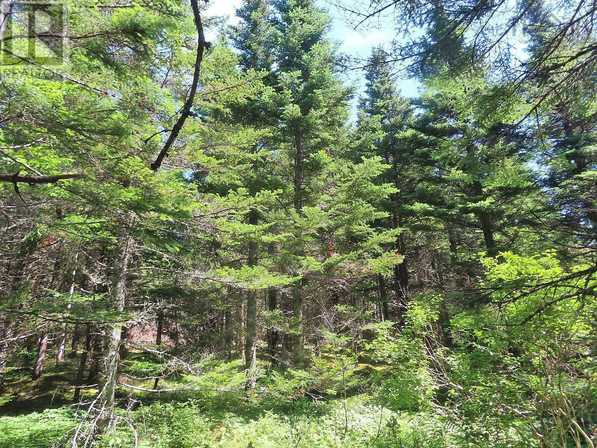 Lot 3 Upper Grand Mira Road Property Photo 21