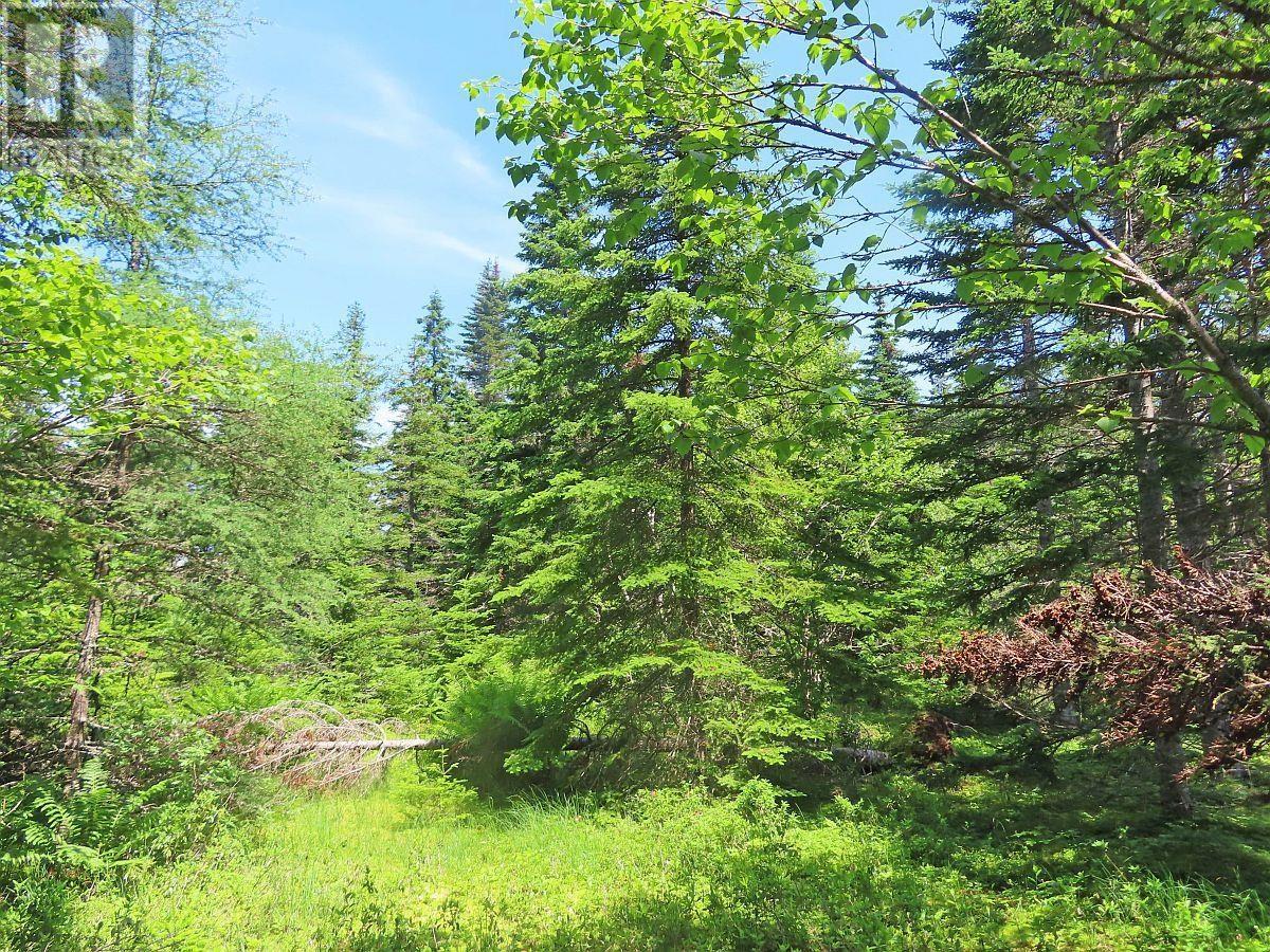 20 Acres Upper Grand Mira Road Property Photo 9