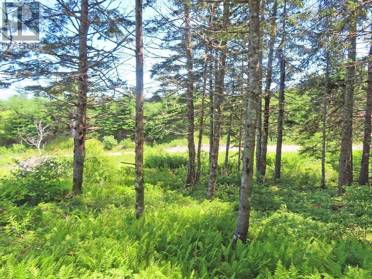 20 Acres Upper Grand Mira Road Property Photo 10