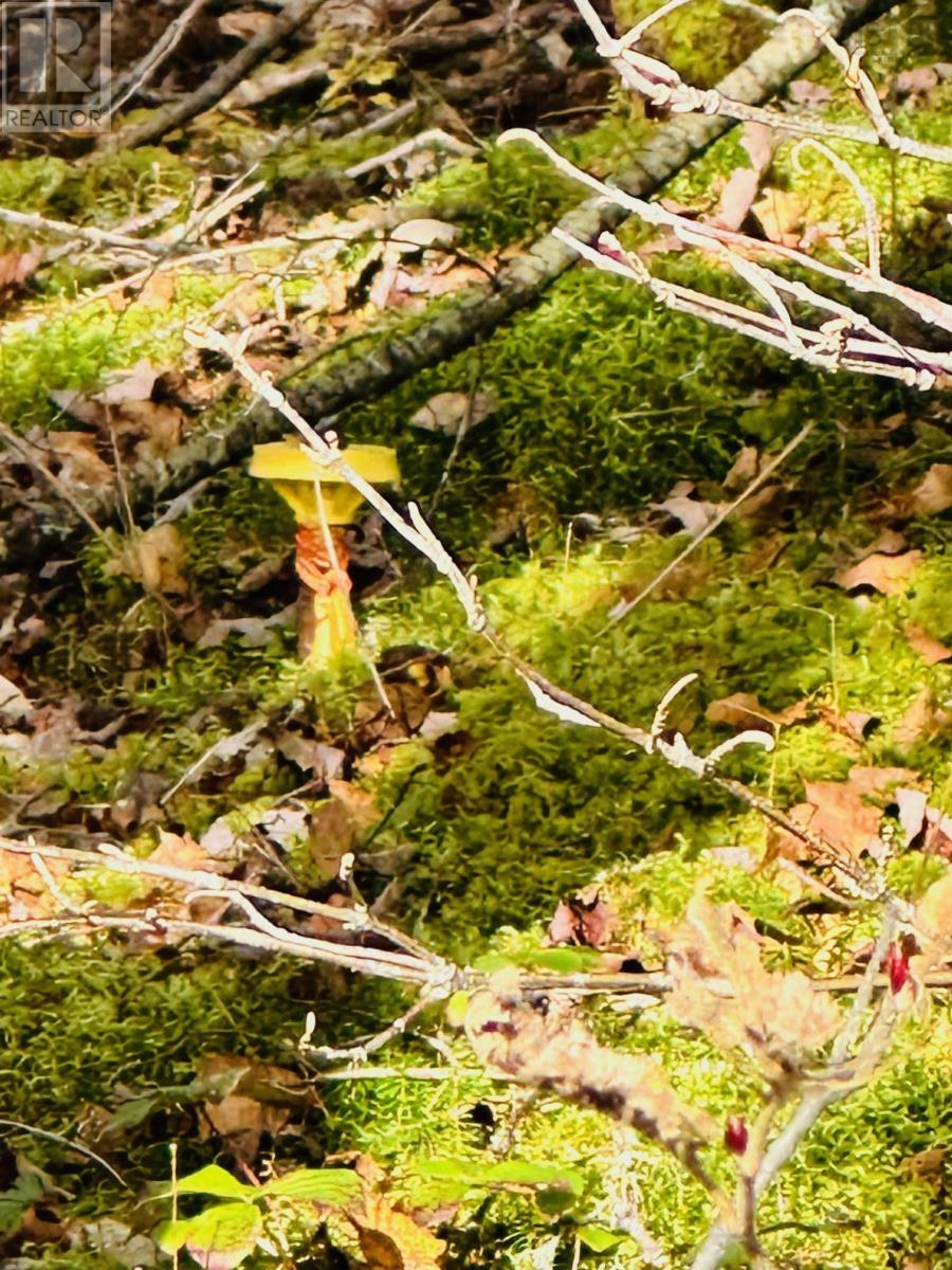 Lot 09-5 West Liscomb Point Road Property Photo 16