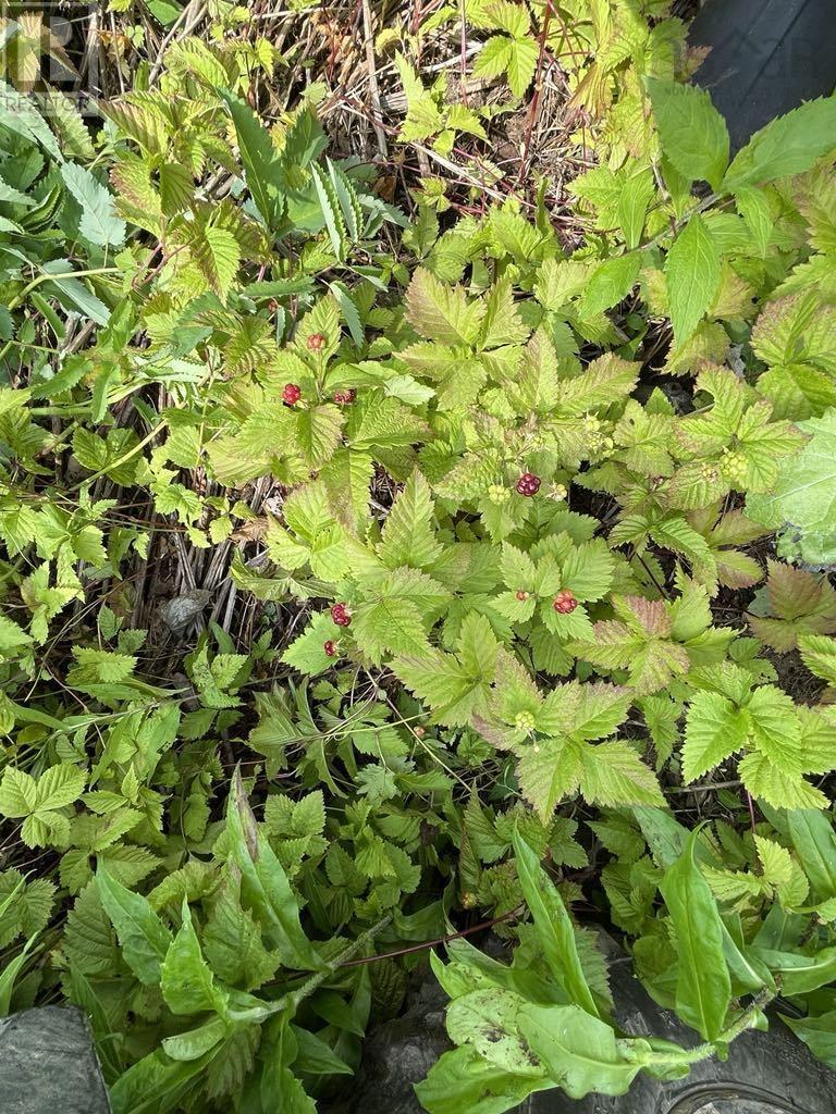 230 Arsenaults Hill Road Property Photo 17