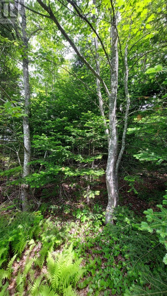 Lot 22 Highway 4 Property Photo 8