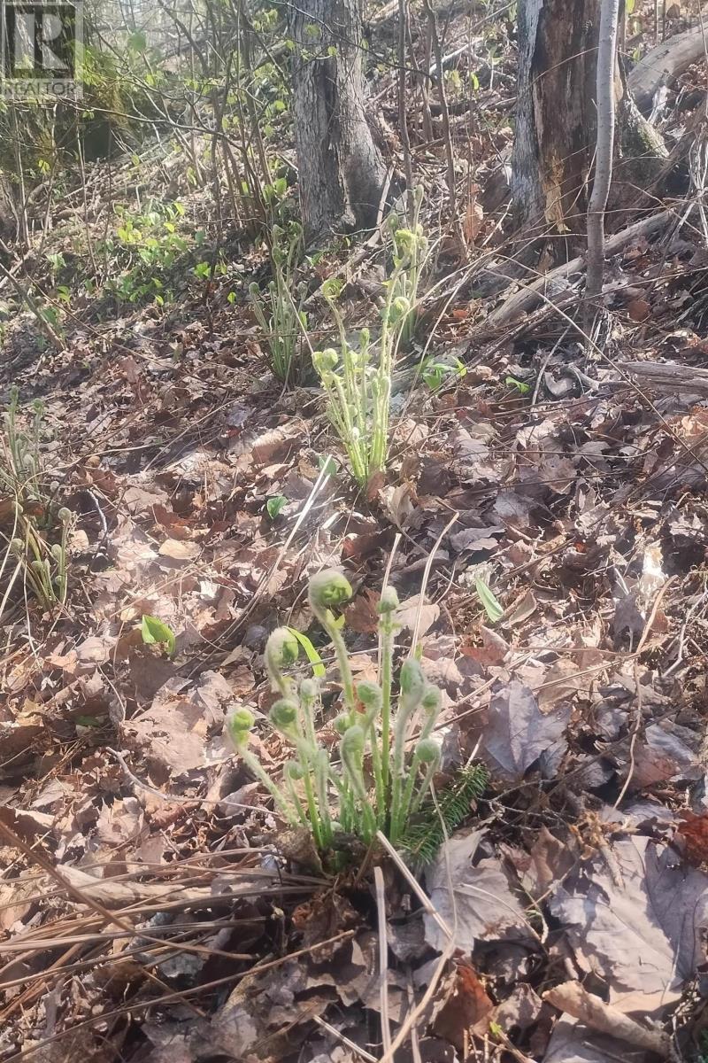 Lot 25-2 7737 Highway 321 Property Photo 12