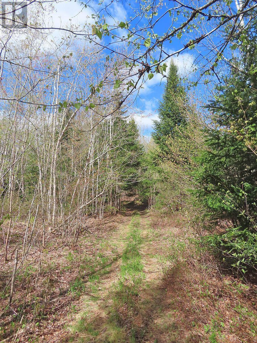 128.5 Acres West Side Road Property Photo 14