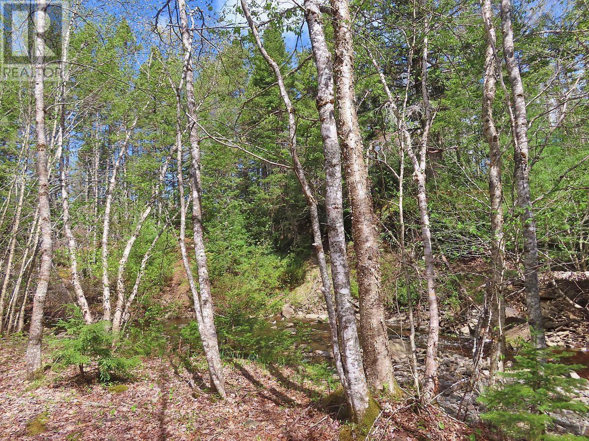 128.5 Acres West Side Road Property Photo 16