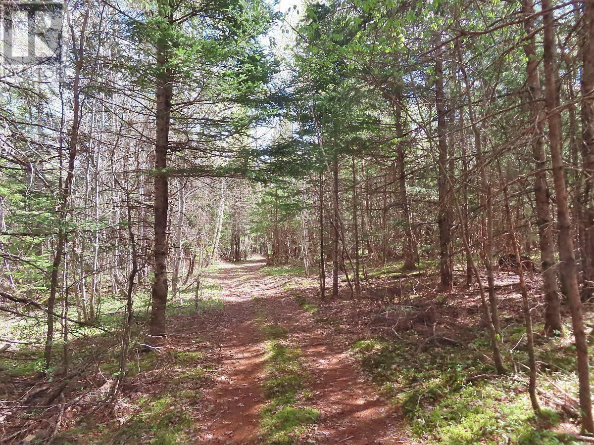 128.5 Acres West Side Road Property Photo 17