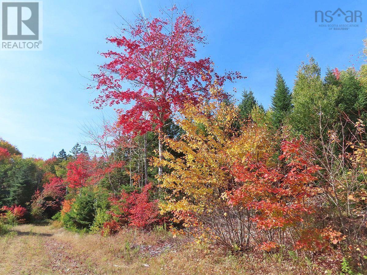 128.5 Acres West Side Road Property Photo 26