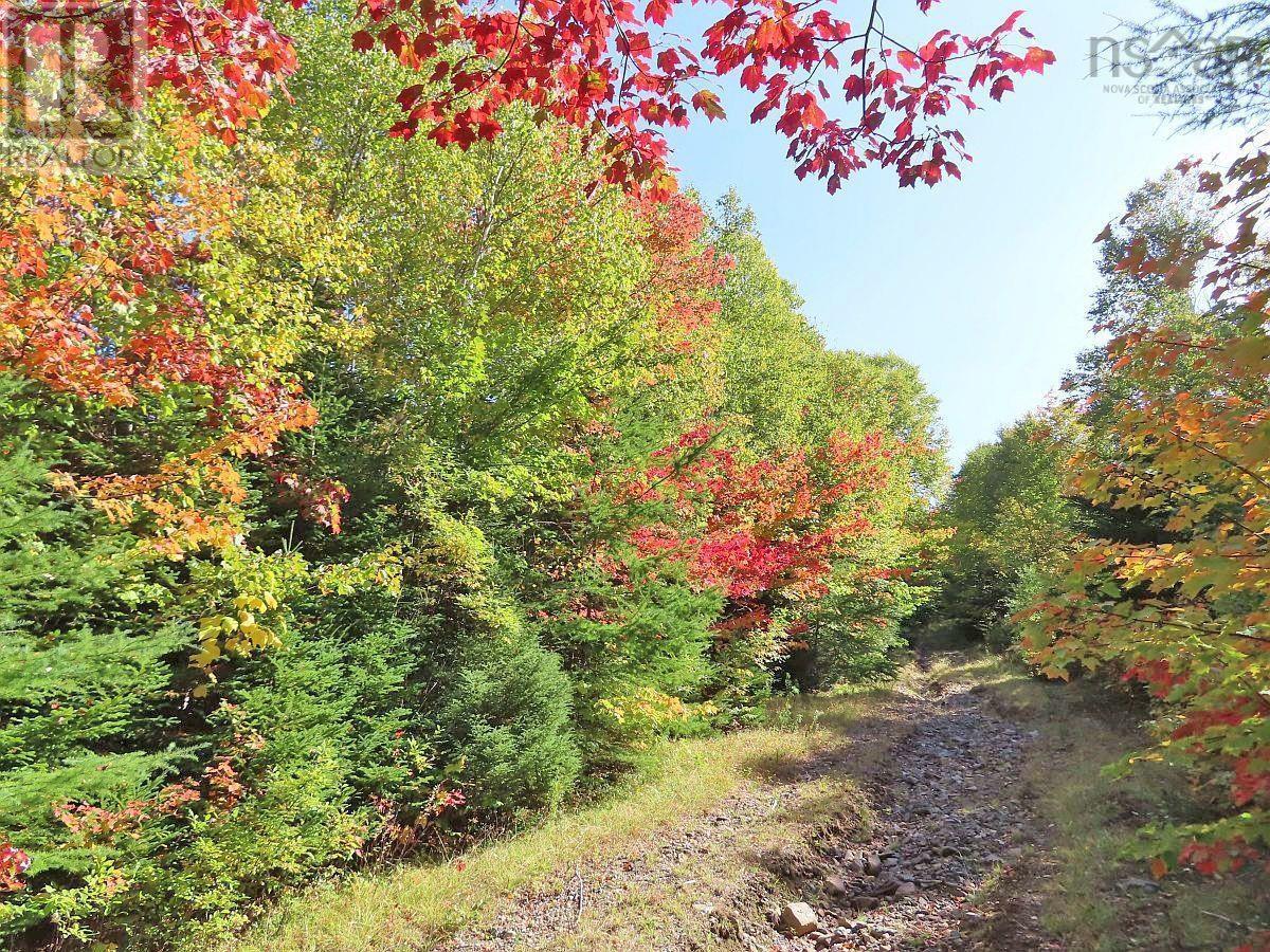 128.5 Acres West Side Road Property Photo 27