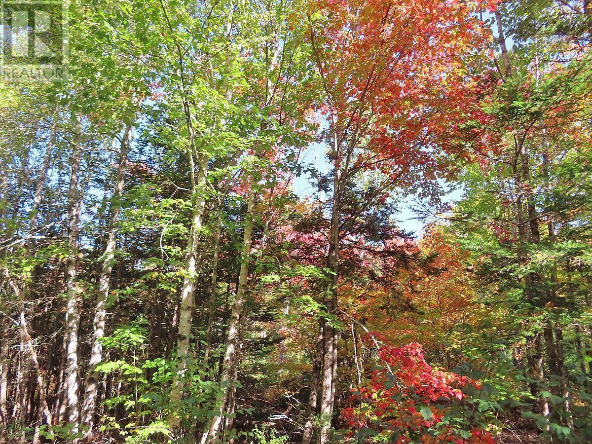 128.5 Acres West Side Road Property Photo 31