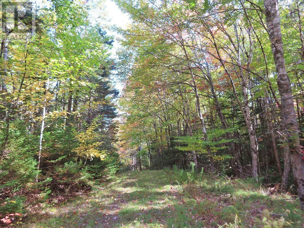 128.5 Acres West Side Road Property Photo 32