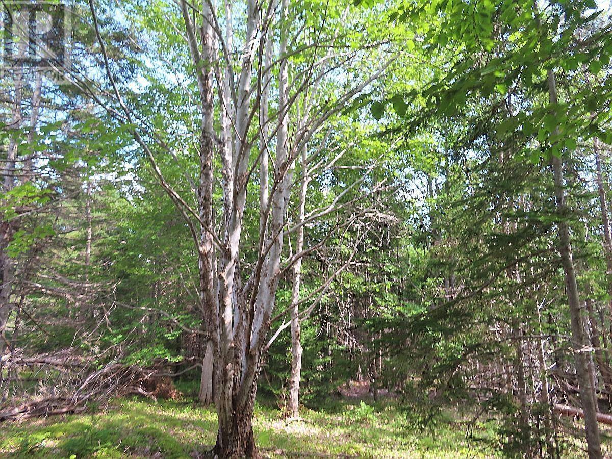 46 Acres Washabuck Road Property Photo 15