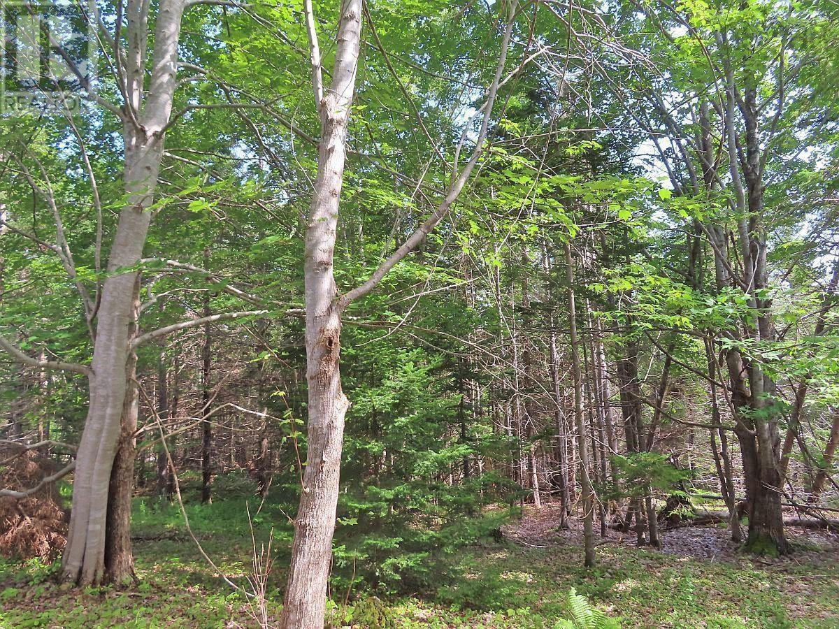 46 Acres Washabuck Road Property Photo 17