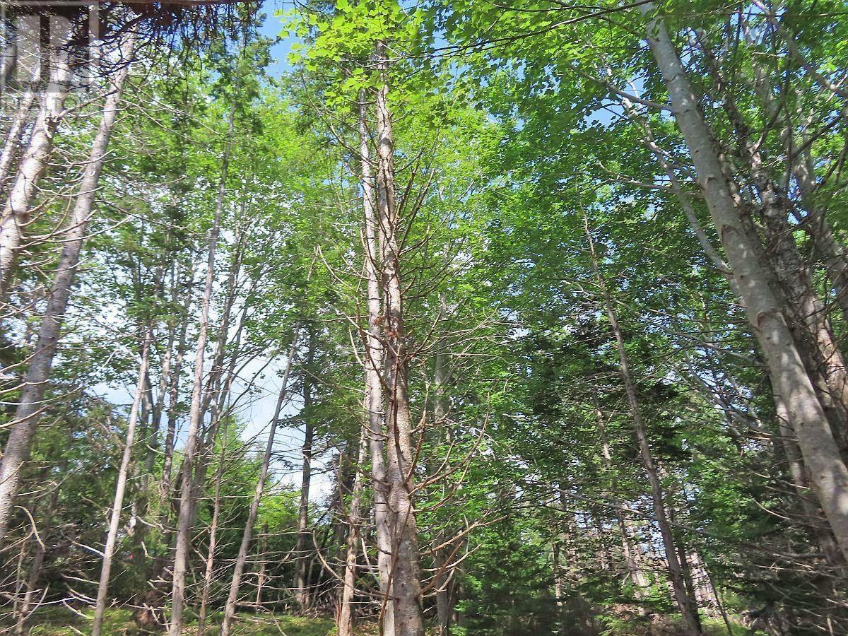 46 Acres Washabuck Road Property Photo 19