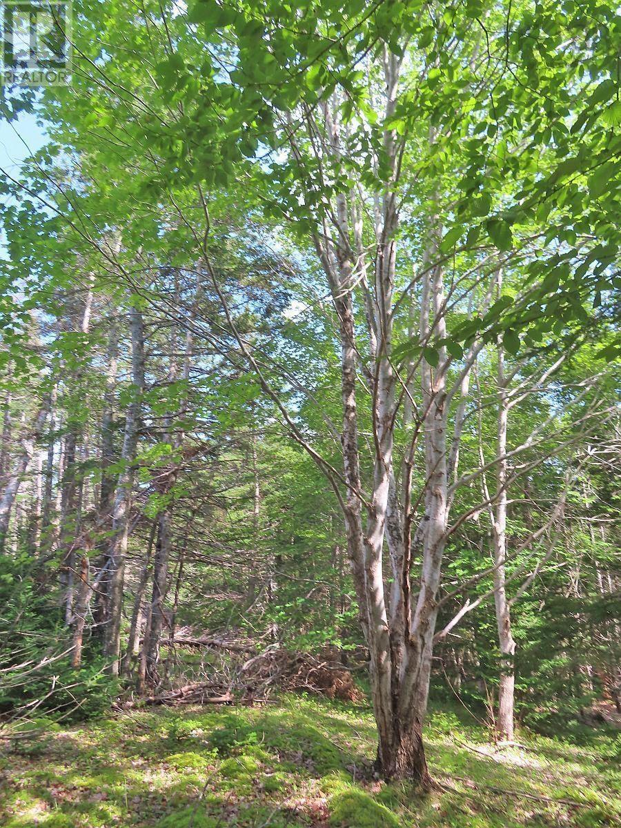 46 Acres Washabuck Road Property Photo 21