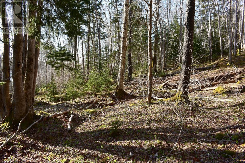 Lot 1&2, Mood Road Property Photo 13