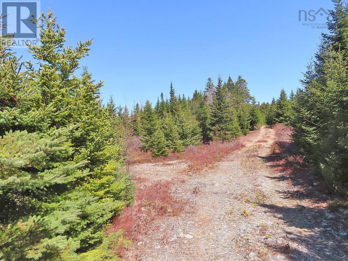 169.5 Acres Tompkinsville Road Property Photo 28