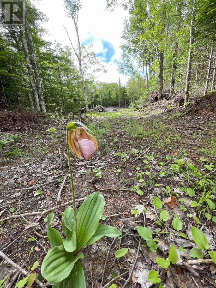 0 Mapleridge Estates Property Photo 6