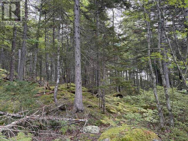 Lot 2 Tupper Lake Property Photo 15