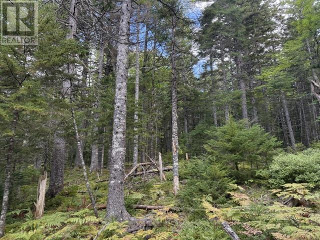 Lot 2 Tupper Lake Property Photo 16