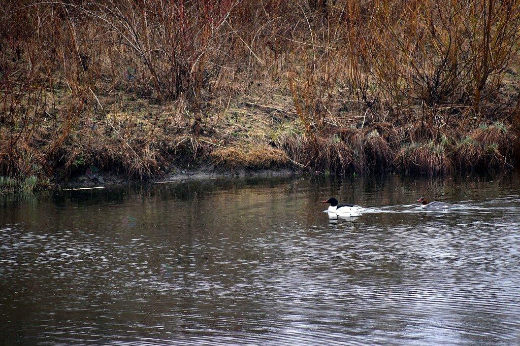 7158 Imp. De L'eau-vive Property Photo 27