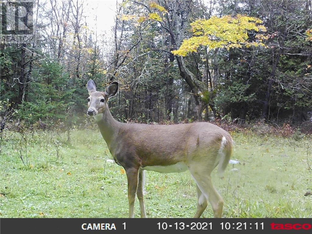 332 Field's Road Property Photo 5