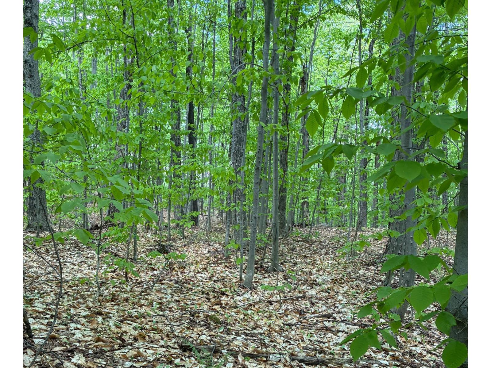 Ch. Lawrence Property Photo 6