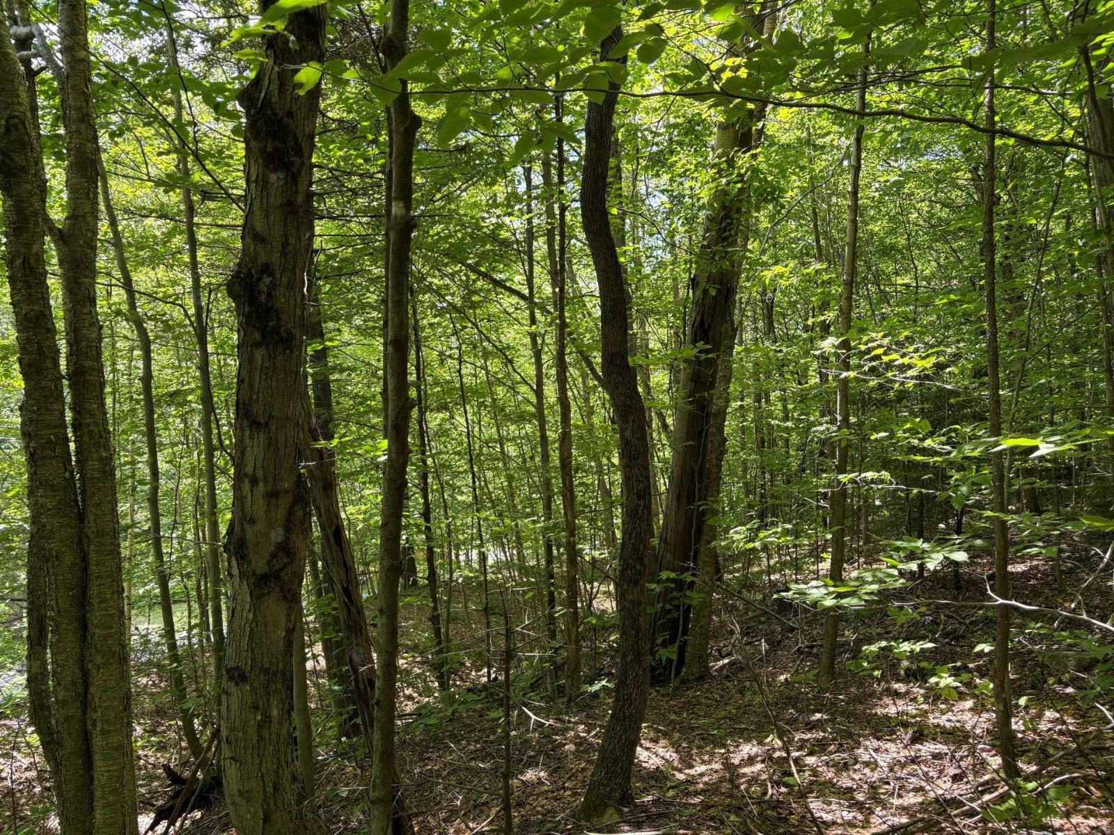 Ch. Des Monts Property Photo 2