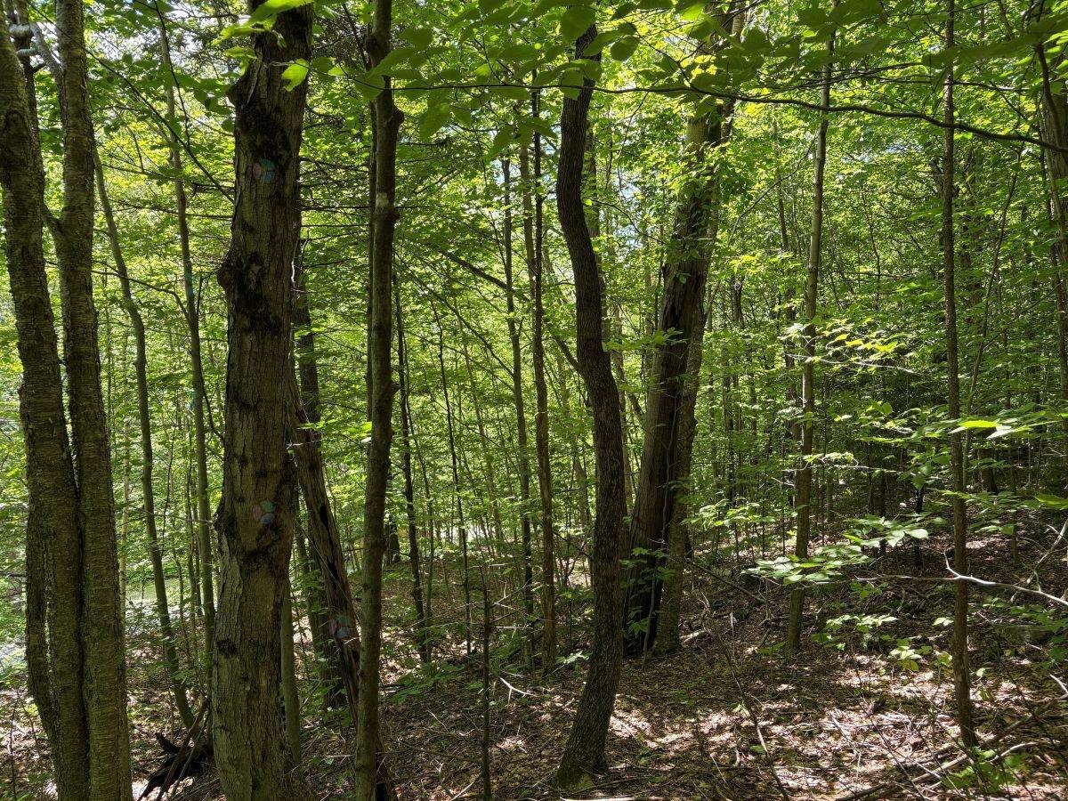 Ch. Des Monts Property Photo 6