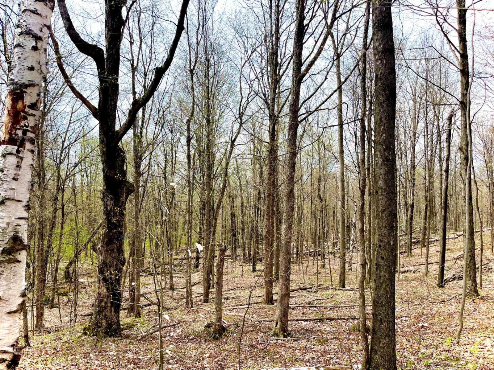 Ch. Des Monts Property Photo 17