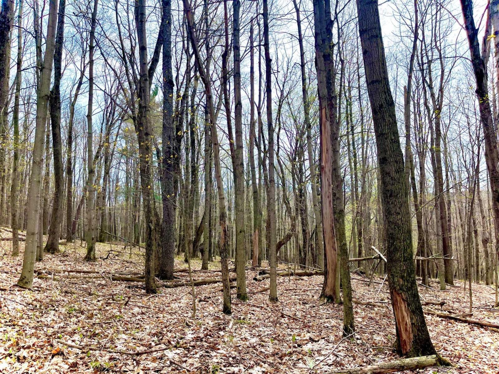 Ch. Des Monts Property Photo 19