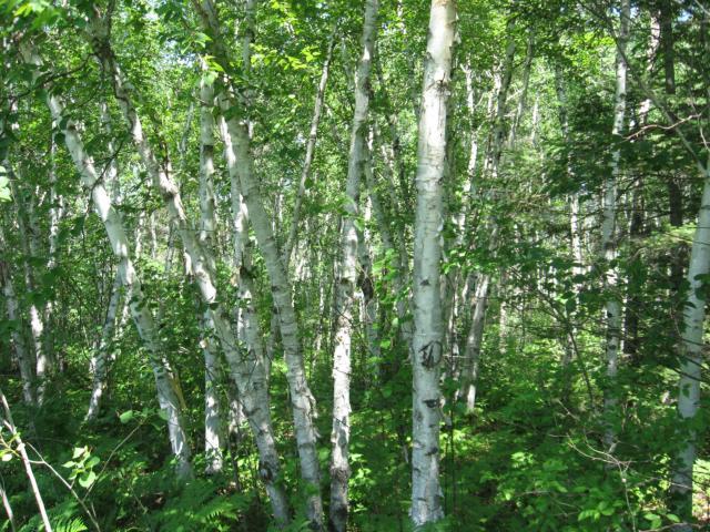 0 VICTORIA BEACH Trail