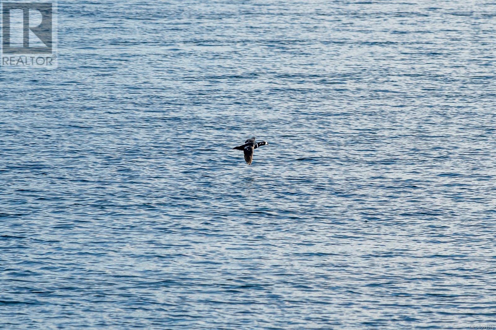 536 Island Highway #301 Property Photo 51