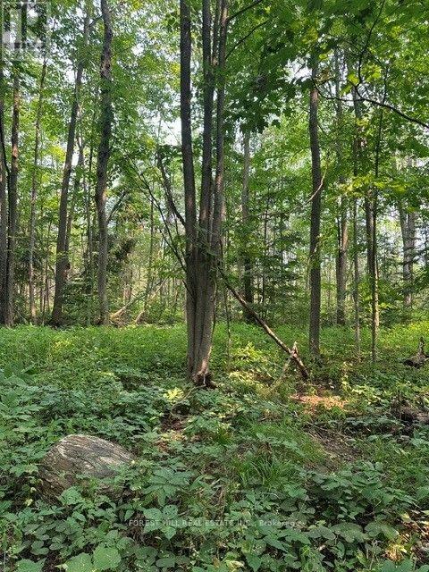 2728 25th Side Road Property Photo 7