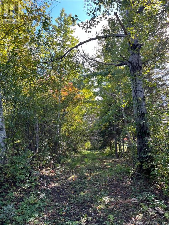 5.6 Acres Rte 420 Property Photo 20