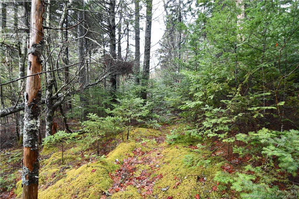 Lot 86-49a Bunker Hill Property Photo 2