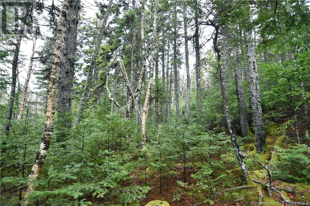 Lot 86-49a Bunker Hill Property Photo 3