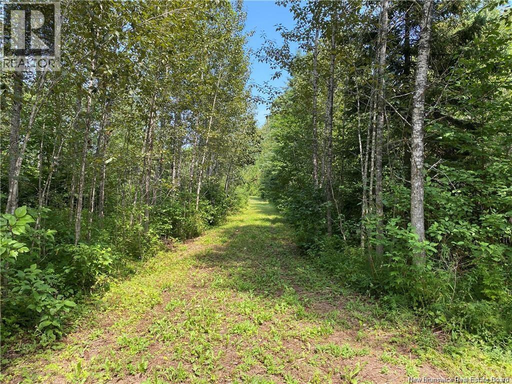 Land Archibald Road Property Photo 6