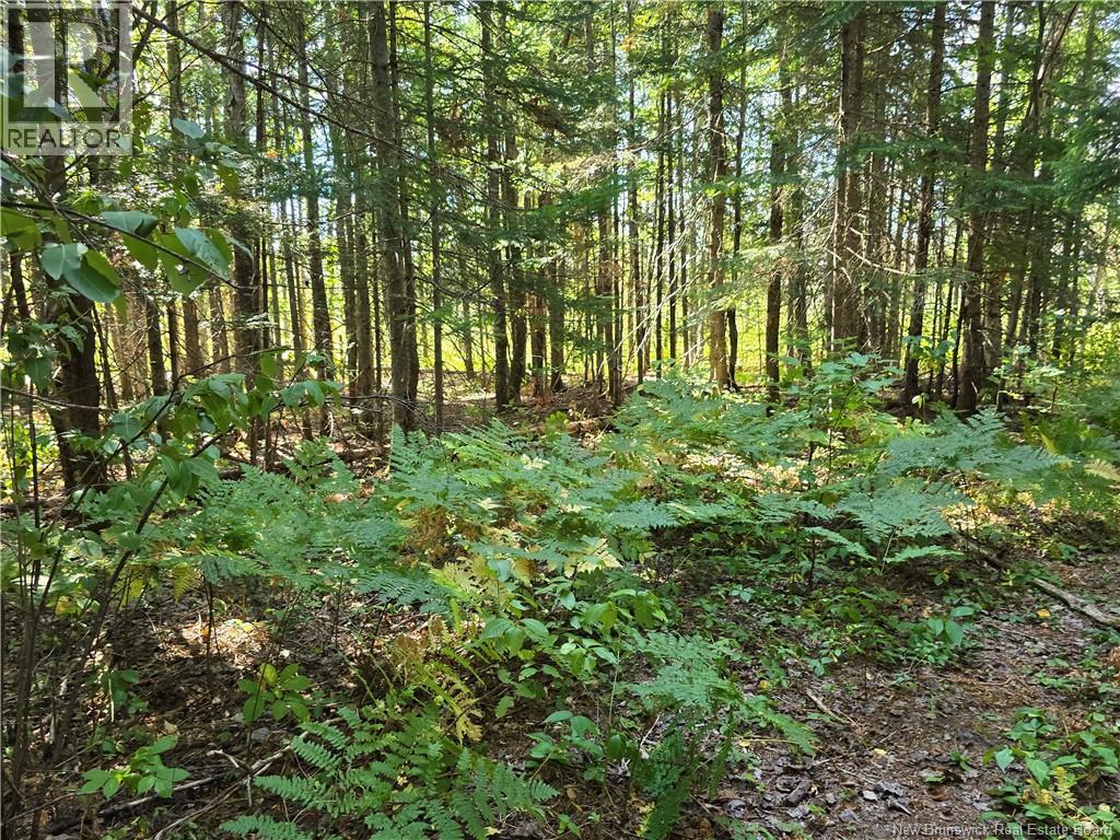 14.97 Acres Chemin Saulnier Ouest Property Photo 6
