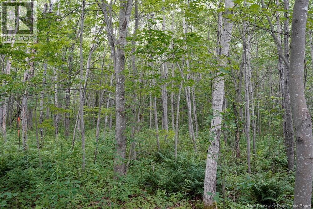 5716 Rte 495 Property Photo 5