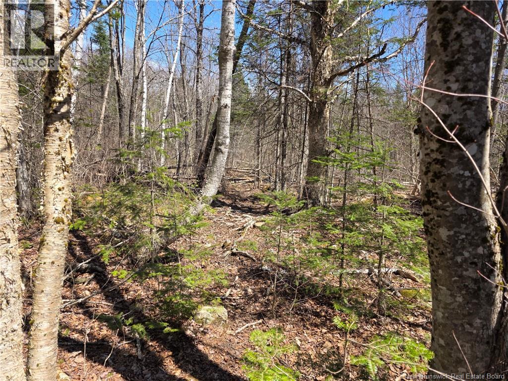 1175 Route 127 Property Photo 6